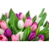 Kytice  tulipánů